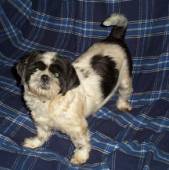 Molly, a shihtzu